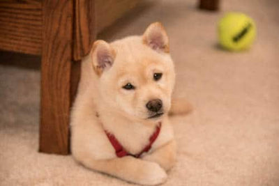 Happy Chinese New Year: Year of the Dog, Yumi